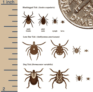 missouri ticks